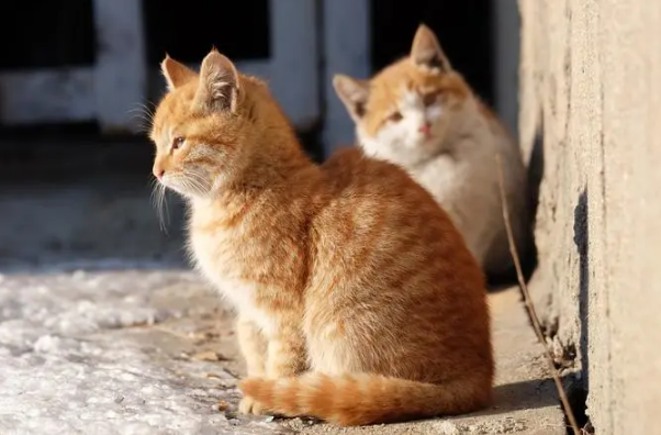 今日解析：流浪猫身上的寄生虫会钻进人皮肤吗？
