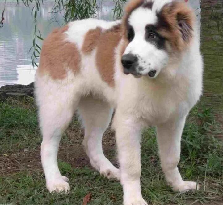 中亚牧羊犬吃什么狗粮好？选择狗粮，关键不可忽略