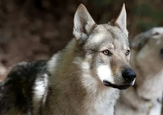 捷克狼犬呕吐怎么办?来看看吧 捷克狼犬呕吐怎么办?来看看吧