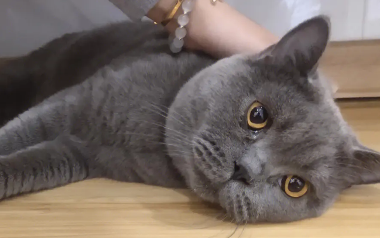 为什么英短蓝猫叫逆子