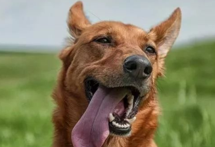狗狗夏天为什么总是张嘴巴