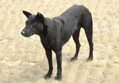 五黑犬容易买到吗 五黑犬容易买到吗