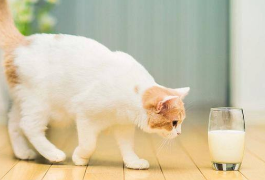 固体酸奶怎么给猫吃 固体酸奶怎么给猫吃