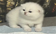 小奶猫认人的表现，带你们来瞧瞧！