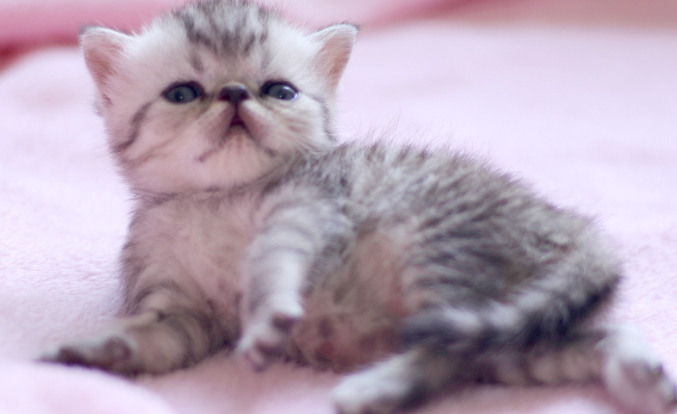 小奶猫感冒鼻塞怎么办?主人或许要这么做。 小奶猫感冒鼻塞怎么办?主人或许要这么做。