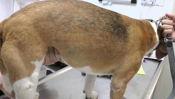 狗狗生殖发炎的症状