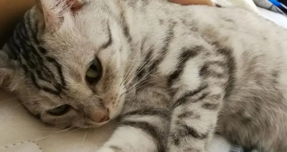 猫肚子一抽一抽的要反胃吐 猫肚子一抽一抽的要反胃吐