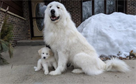 犬中暑的诊断与治疗