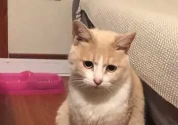猫咪为什么像人呢怎么回事