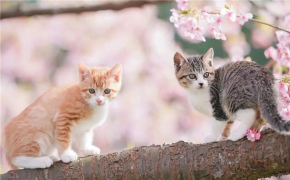 猫咪尿液正常啥颜色的 猫咪尿液正常啥颜色的