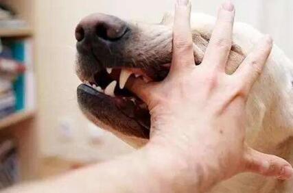 狗狗在乱咬以前会有这种状况，或是别挨近好！
