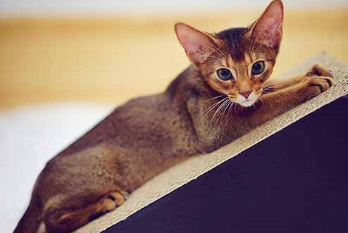 埃及猫中国可以养吗