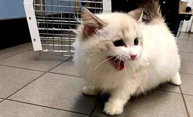 猫咪为什么不怕主人打它 猫咪为什么不怕主人打它