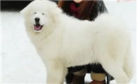 大白熊犬为什么禁养