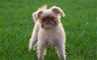 布鲁塞尔格里芬犬吃什么？来了解下吧