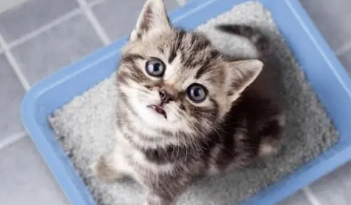 猫尿血死的几率大吗