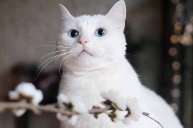 猫为什么喜欢女人的脚丫子