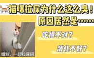 猫咪拉屎为什么这么臭？原因居然是……