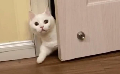 猫咪为什么不进房间了呢