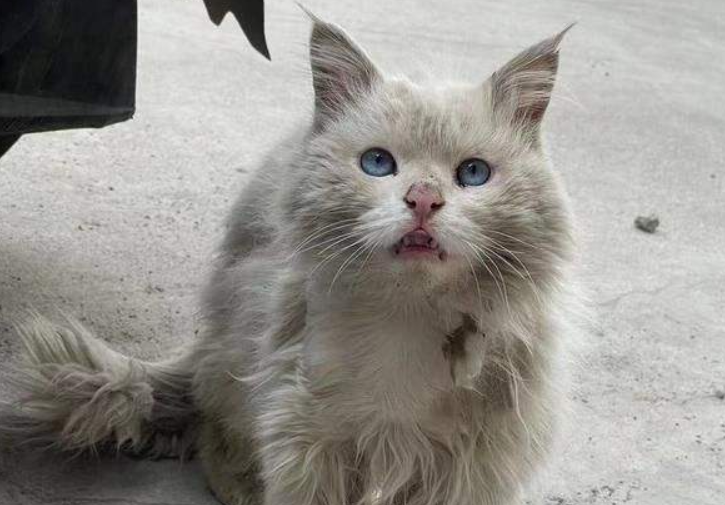 临清狮子猫，颜值不亚于布偶，为什么很少有人养？