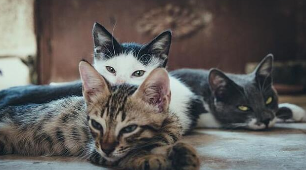 养猫与风水禁忌
