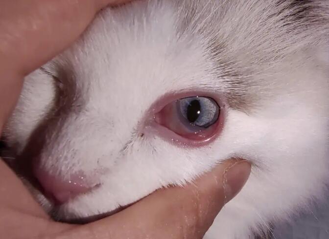 猫咪眼角为什么会肿 猫咪眼角为什么会肿
