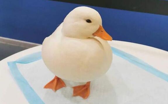 养鸭不死绝招