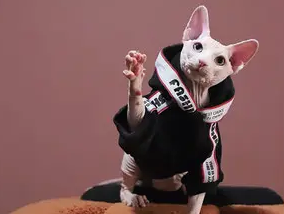 无毛猫的品种有哪些？来看看吧