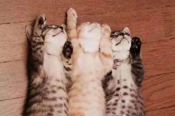 猫咪睡得四仰八叉的