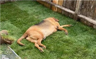 狗狗死了主人会很倒霉