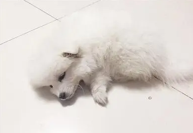 星期狗死前的征兆 星期狗死前的征兆