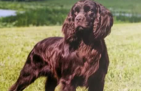博伊金猎犬毛发枯燥怎么办?来看看吧 博伊金猎犬毛发枯燥怎么办?来看看吧