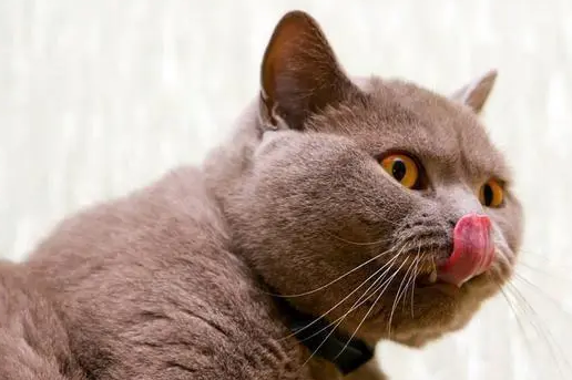 猫嘴巴流粘稠的口水吃什么药