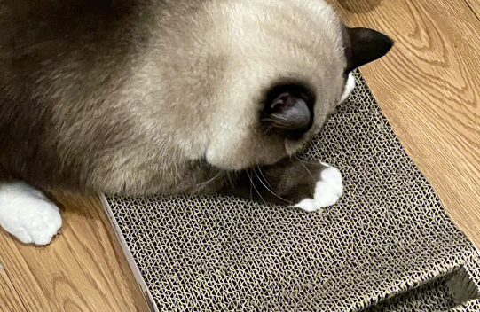 猫一看到主人回来就抓猫抓板