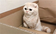 成年公猫尿血是什么原因