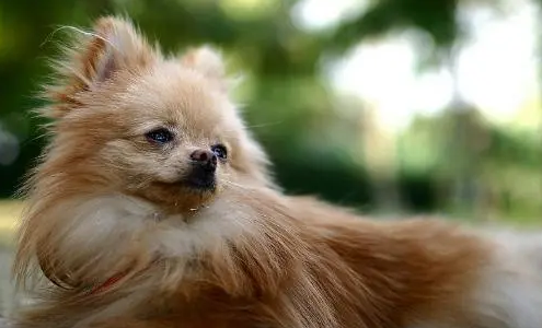 芬兰狐狸犬剪指甲方法是什么？来了解下吧