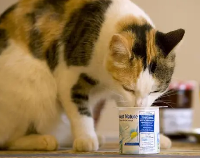 猫咪可以吃酸奶吗 猫咪可以吃酸奶吗