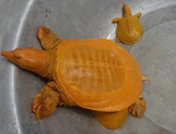 野生黄金鳖价钱