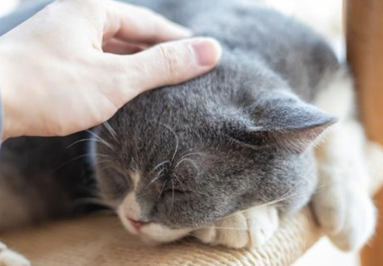 猫咪为什么喜欢摸来摸去的感觉 猫咪为什么喜欢摸来摸去的感觉