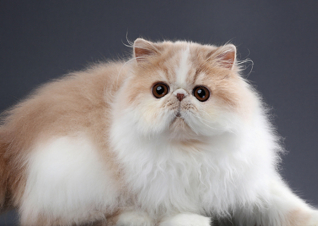 一文详解,波斯猫眼睛怎么清理? 一文详解,波斯猫眼睛怎么清理?