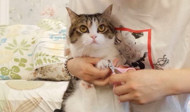 剪到猫咪血线会记仇吗