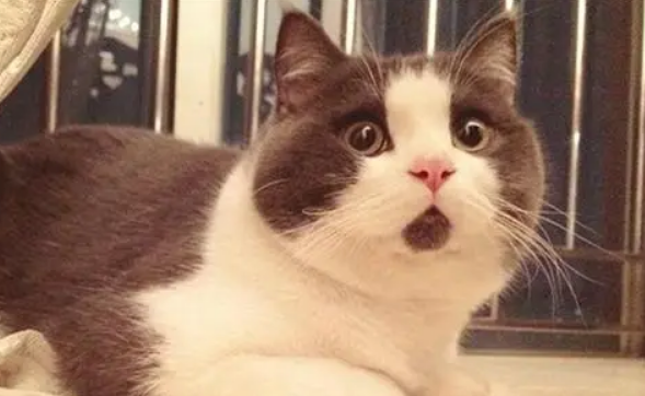 猫咪能被恐吓吗为什么呢 猫咪能被恐吓吗为什么呢