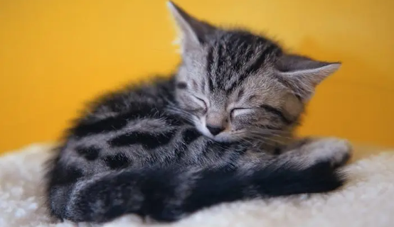猫睡着了会拉屎吗