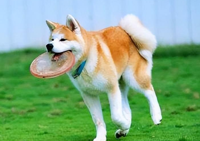 秋田犬为什么是狗界噩梦