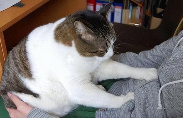 猫咪为什么喜欢踩软的呢