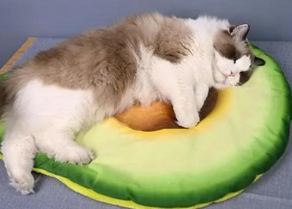 猫咪为什么在窝里蹭脚呢