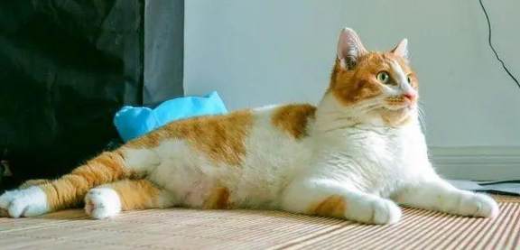 猫肚子很大下垂一坨肉是什么病 猫肚子很大下垂一坨肉是什么病