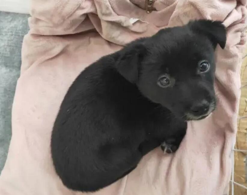 土狗适合关在家里养吗?宠主有考虑过吗 土狗适合关在家里养吗?宠主有考虑过吗
