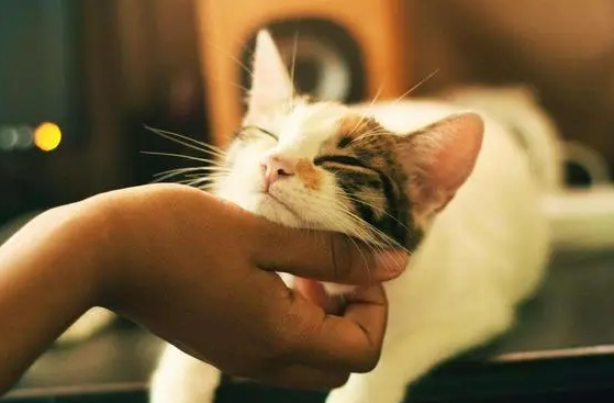 猫咪对主人有感情吗
