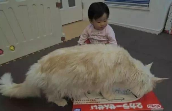 小猫暴风长成“巨无霸”,主人看傻! 小猫暴风长成“巨无霸”,主人看傻!